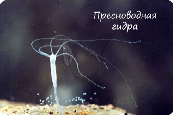 Кракен ссылка германия