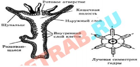 Кракен сайт в тор браузере ссылка
